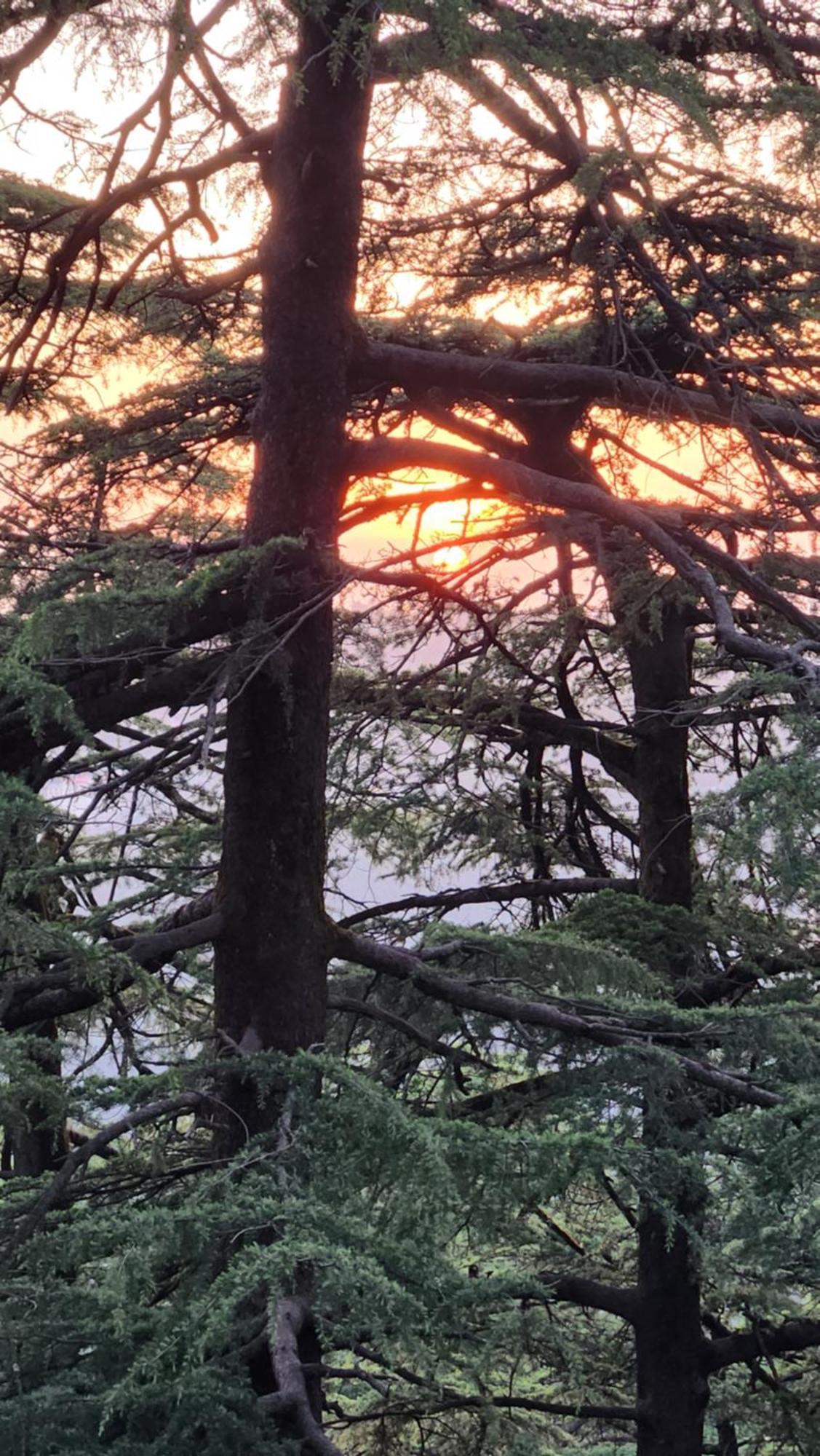 Glen View Heritage Homestay Shimla Exteriör bild